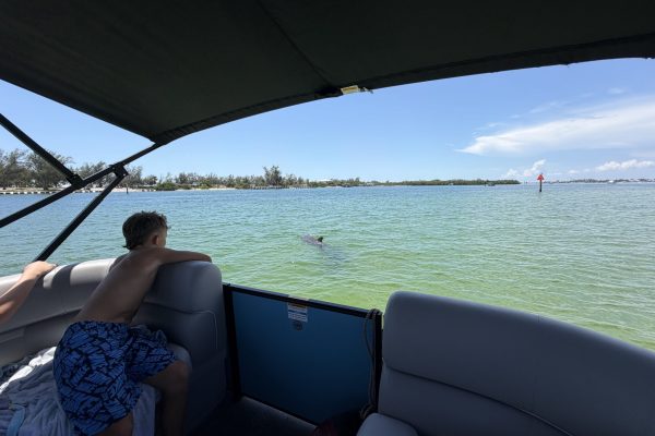 dolphin-tour